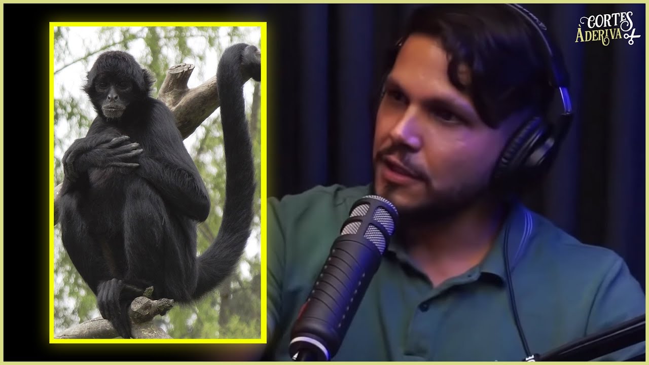 Antonio Sena conta como foi disputar território com macacos-aranha | À Deriva Cortes