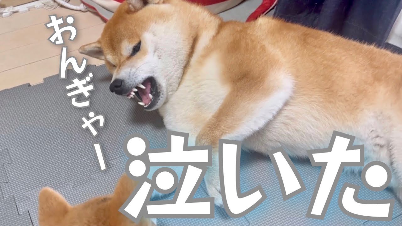 「おんぎゃぁー」と人間の赤ちゃんの様に泣く柴犬が可愛い