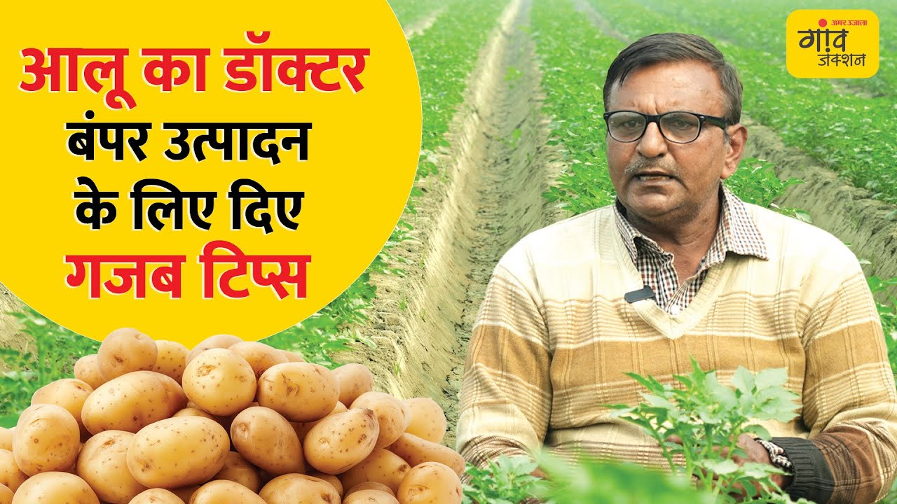POTATO FARMING : आलू बुवाई की नई विधि, बंपर उत्पादन के लिए ये तरीका अपनाएं | Gaon Junction LIVE