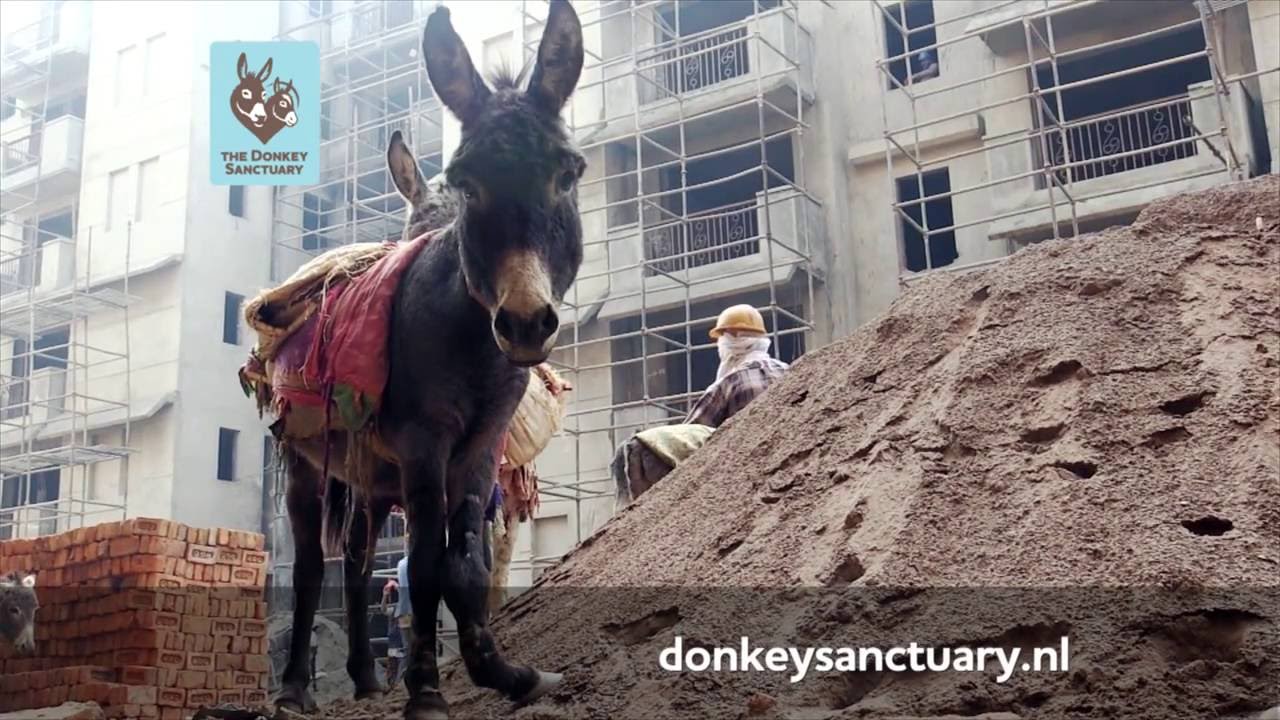 The Donkey Sanctuary - TV spot - Monu dec. 2016