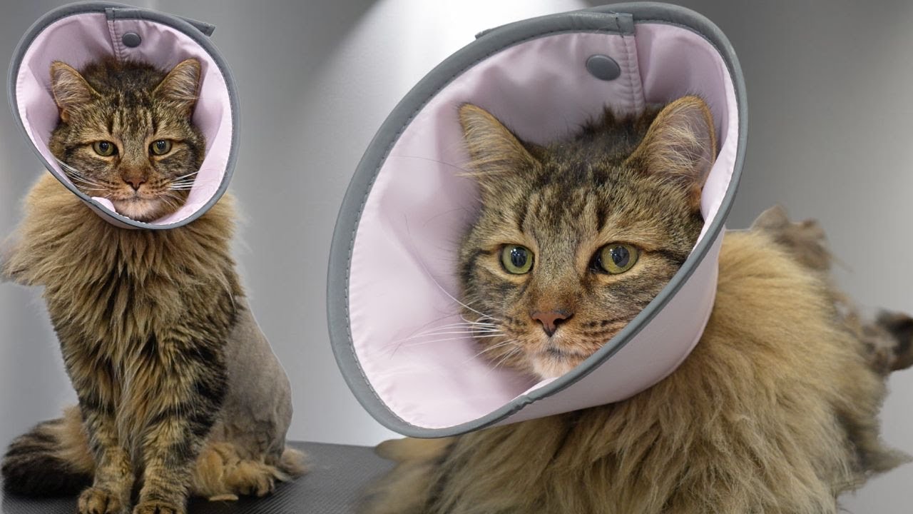 Dangerous Cat Grooming | Previous Stray Covered in Mats Fights the Entire Time