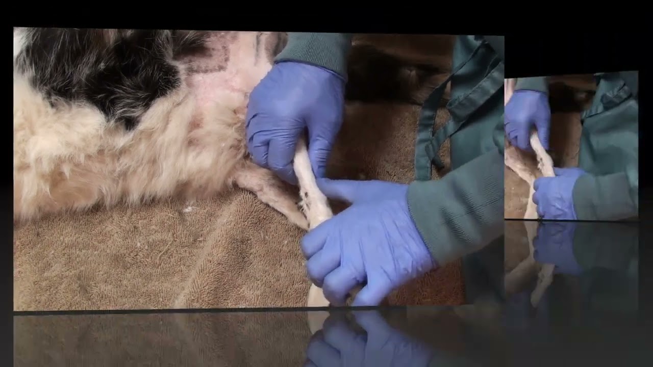 Diagnosing a damaged medial collateral ligament of the tarsus in a dog/cat.