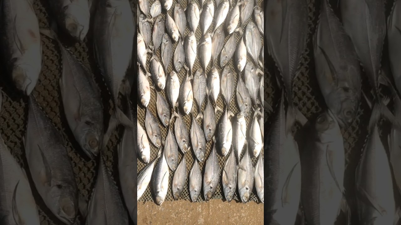 dry fish names 🐠🐟 #youtube #shorts #viral #trending #fish