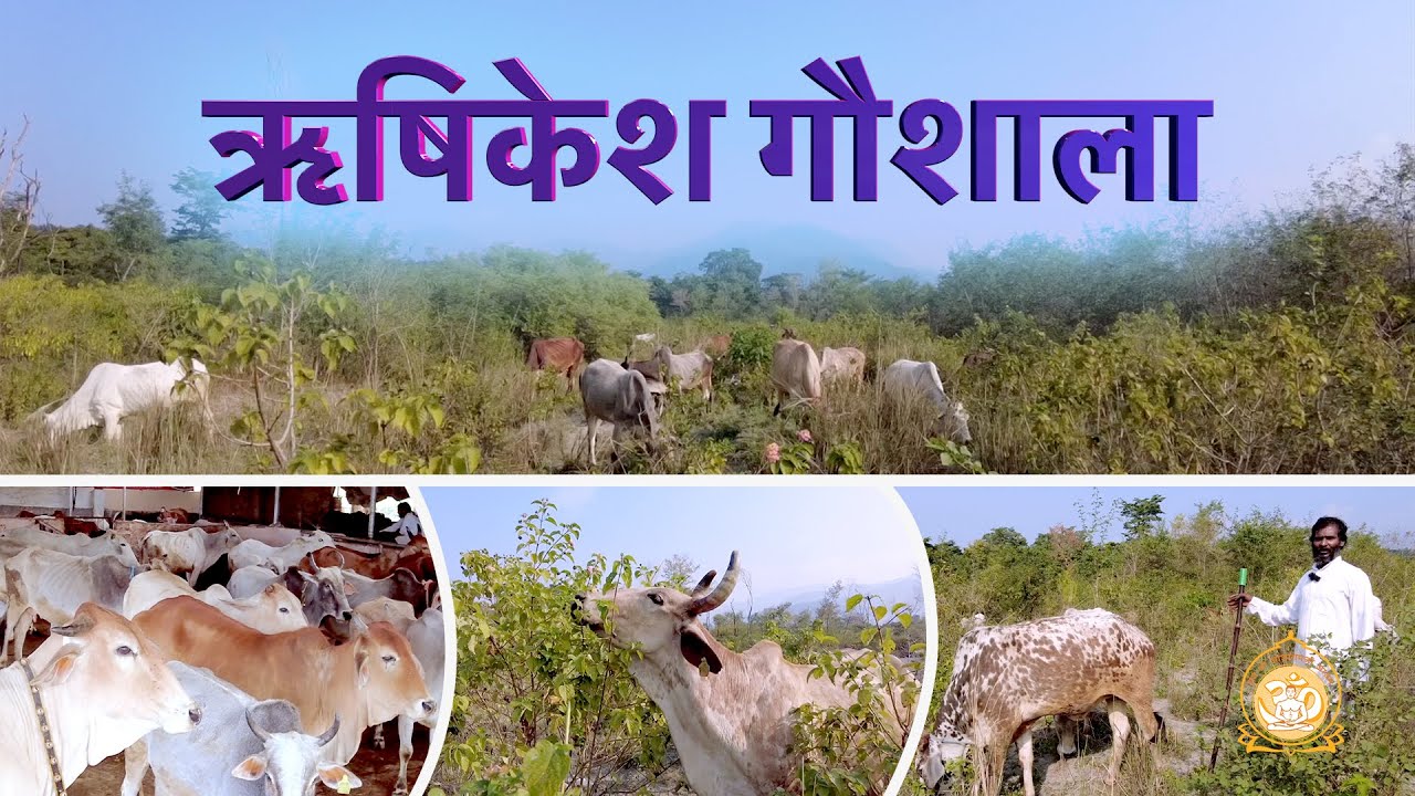 ऋषिकेश गौशाला : गौ-सेवा ही जिसका उद्देश्य | Sant Shri Asharamji Ashram #gaushala