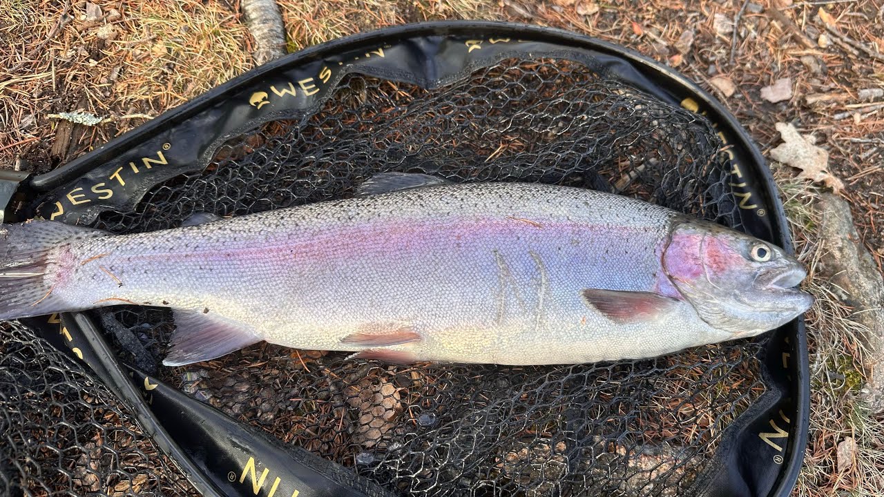 Flugfiske Efter Stor Regnbåge !!  Snärjebäcken 4K