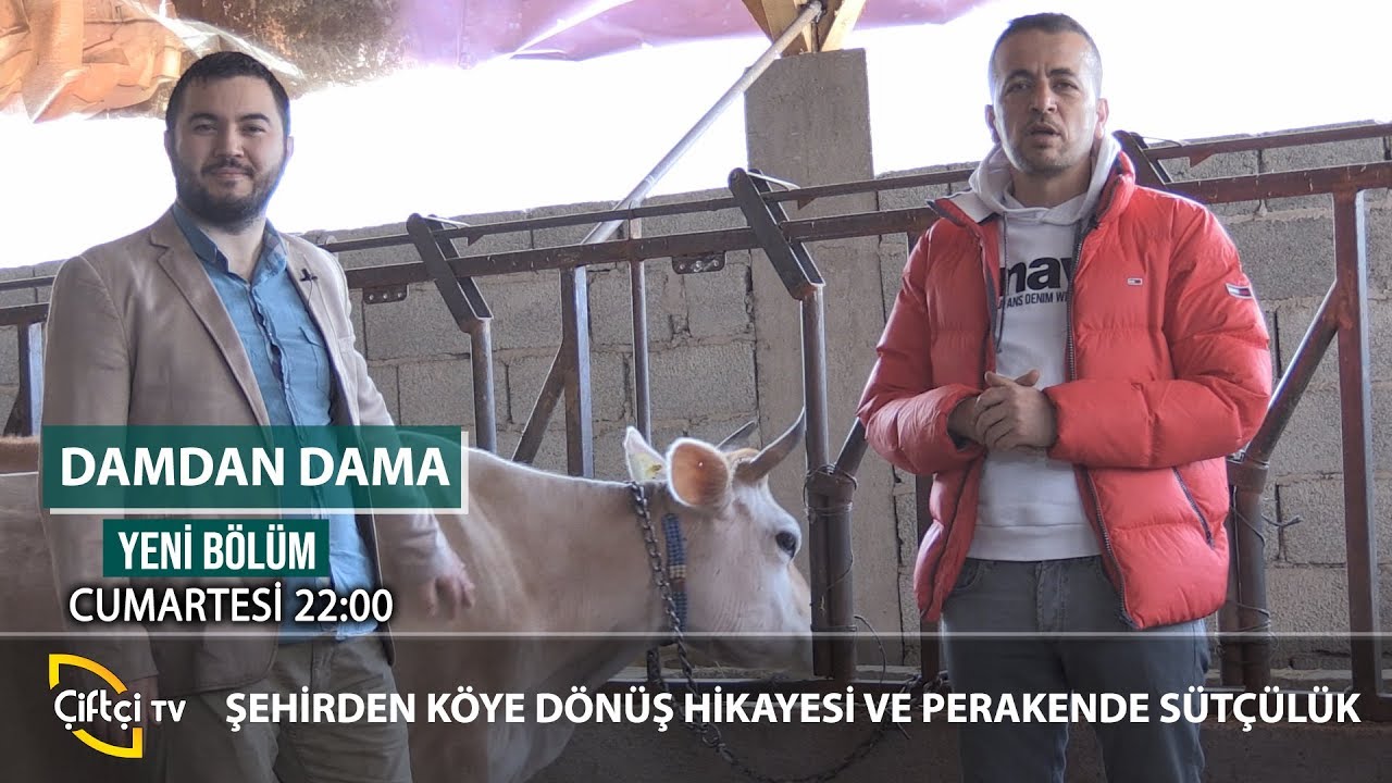Perakende Sütçülük Nasıl Yapılır - DAMDAN DAMA #büyükbaş #süt #besici