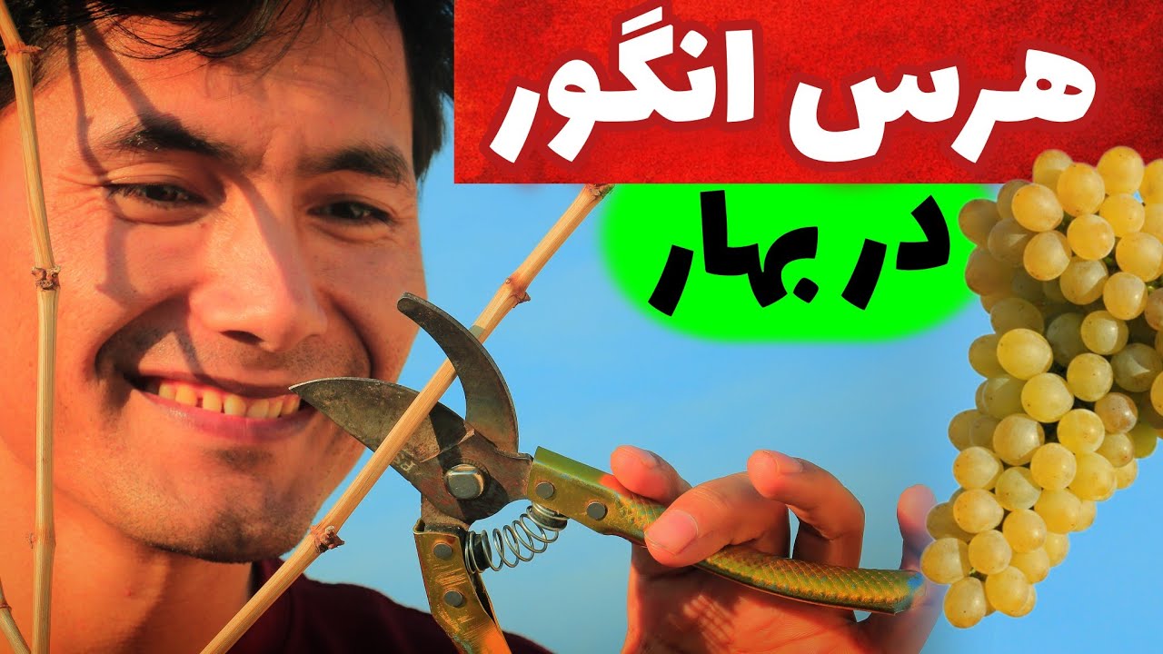 هرس و شاخه‌بری انگور: چگونه از درخت انگور میوه زیاد و باکیفیت بگیریم؟ #باغبان_آزاد #قربان_آزاد