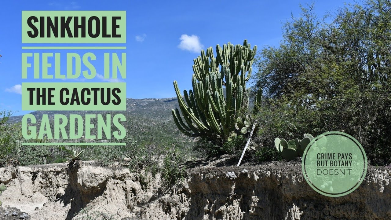 Sinkhole Fields & Pottery Sherds in the Cactus Gardens
