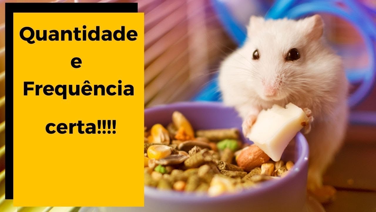 🐹   COMO ALIMENTAR SEU HAMSTER !!!! [ Quantidade, Frequência e mais ]