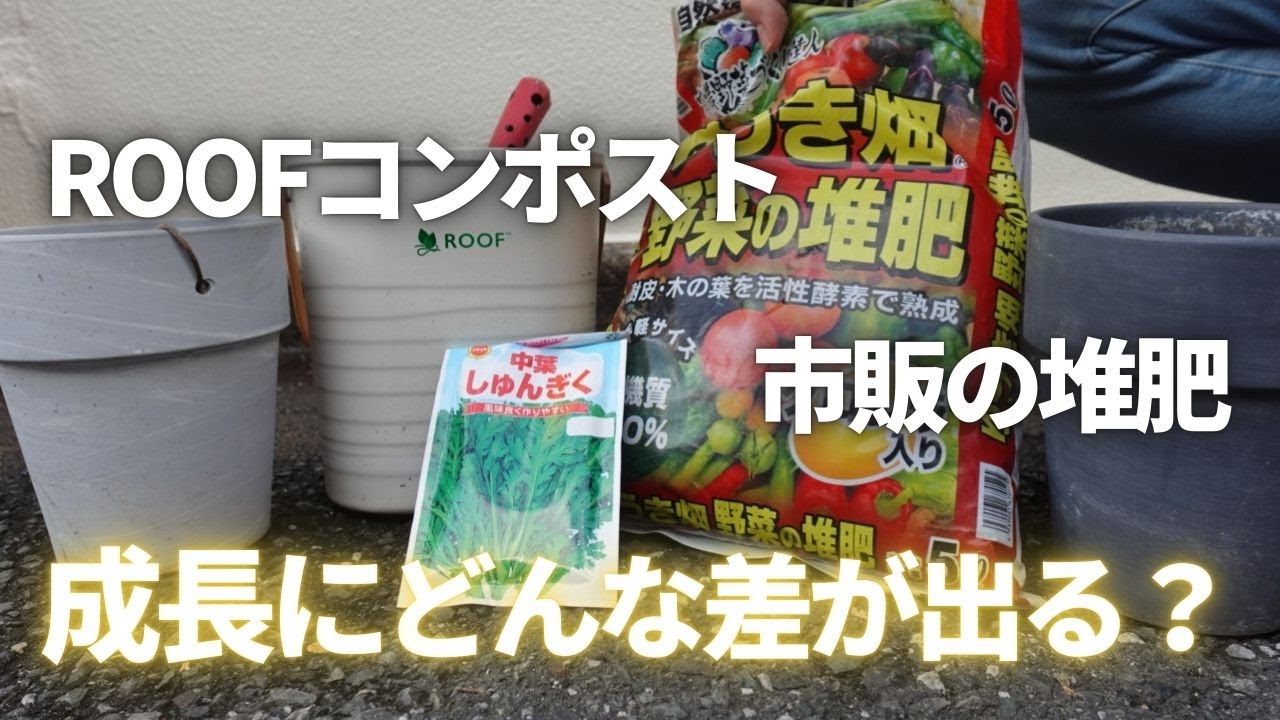 【比較検証】ROOFコンポストの堆肥 vs ホームセンター堆肥｜春菊の成長にどんな違いが出る？