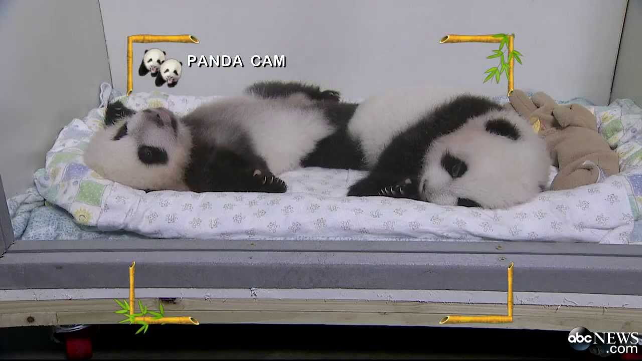 Help Name Cute Baby Twin Pandas