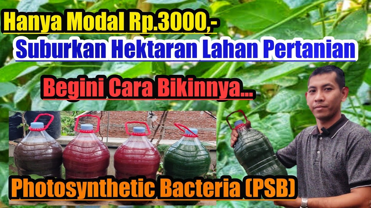 Cara Membuat PSB Super Cepat Jadi untuk Tanaman