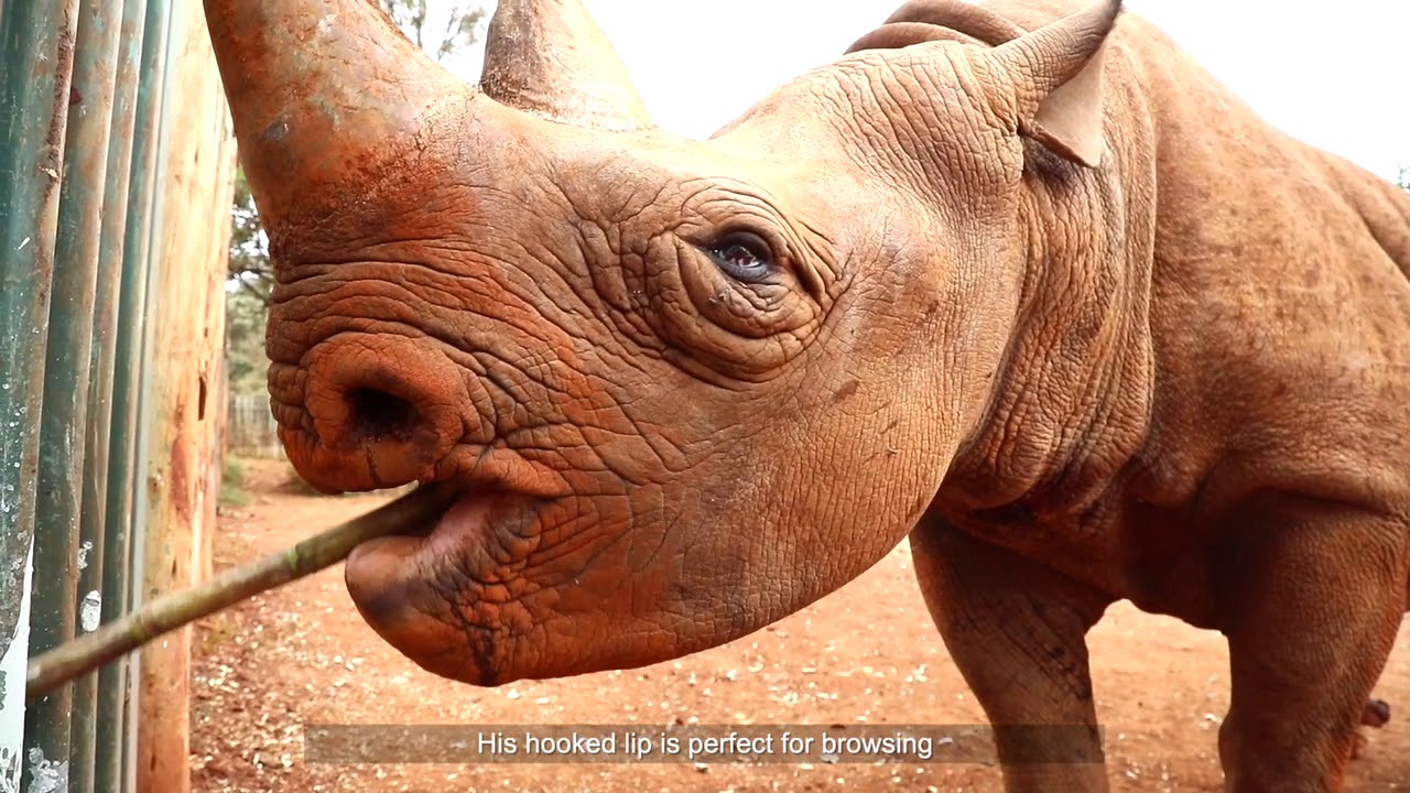 Meet Maxwell | Sheldrick Trust