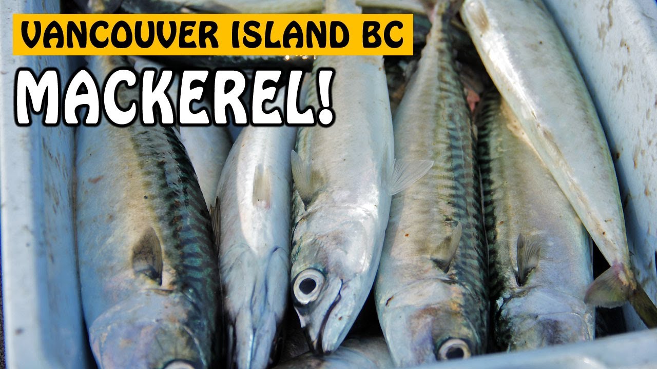 Catching Mackerel with Light Spinning Tackle on Vancouver Island Canada | Fishing with Rod