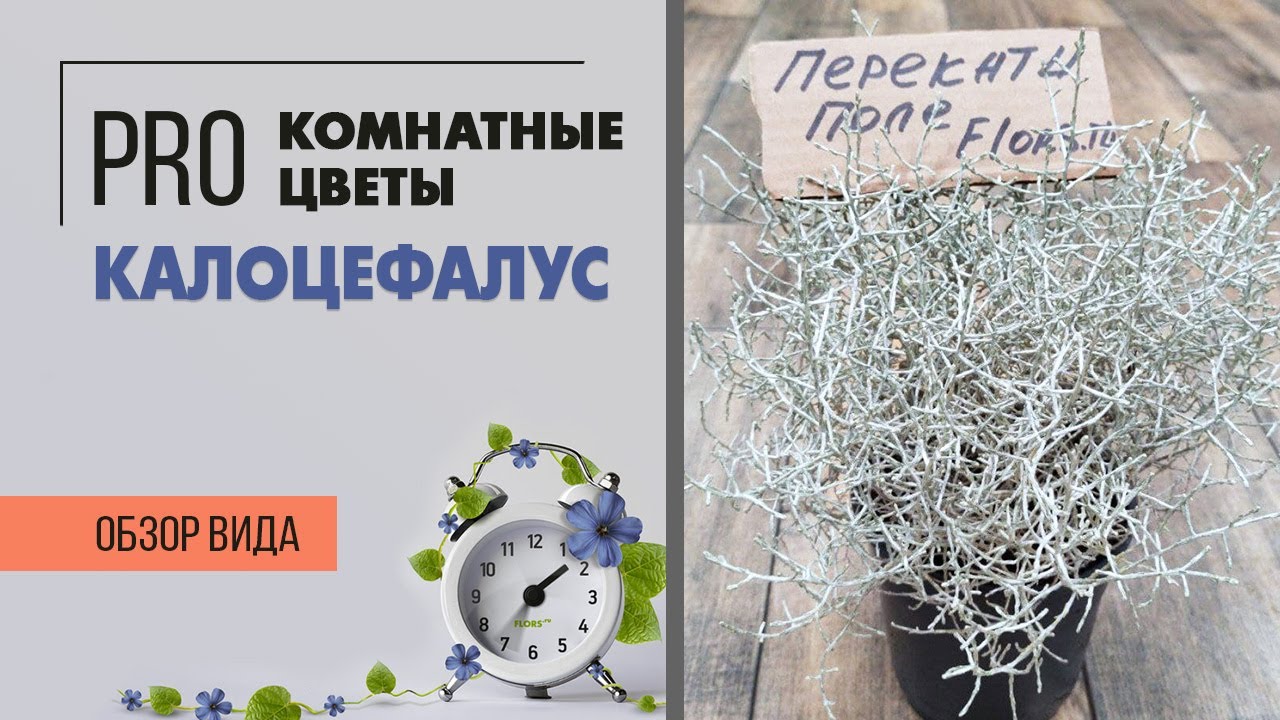 Комнатное растение Седая голова | Калоцефалус | Растение Коралл | Перекати поле