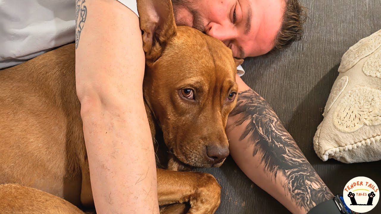 This Pit Bull Saved From Euthanasia Finds Love And Becomes His Owner’s Healer