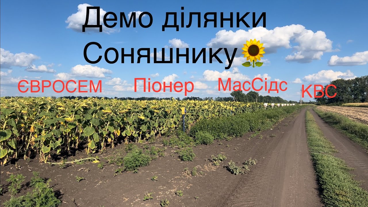 Огляд ДЕМО ділянок Соняшнику🌻 в максимально засушливий рік‼️ Результати будуть дуже цікаві😱sunflower