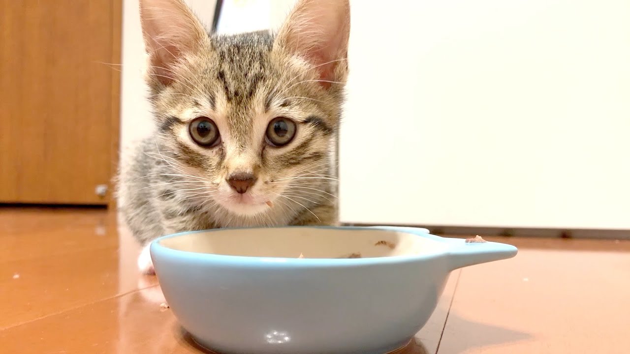 野良猫を保護してご飯をあげたら泣きながら食べてくれた