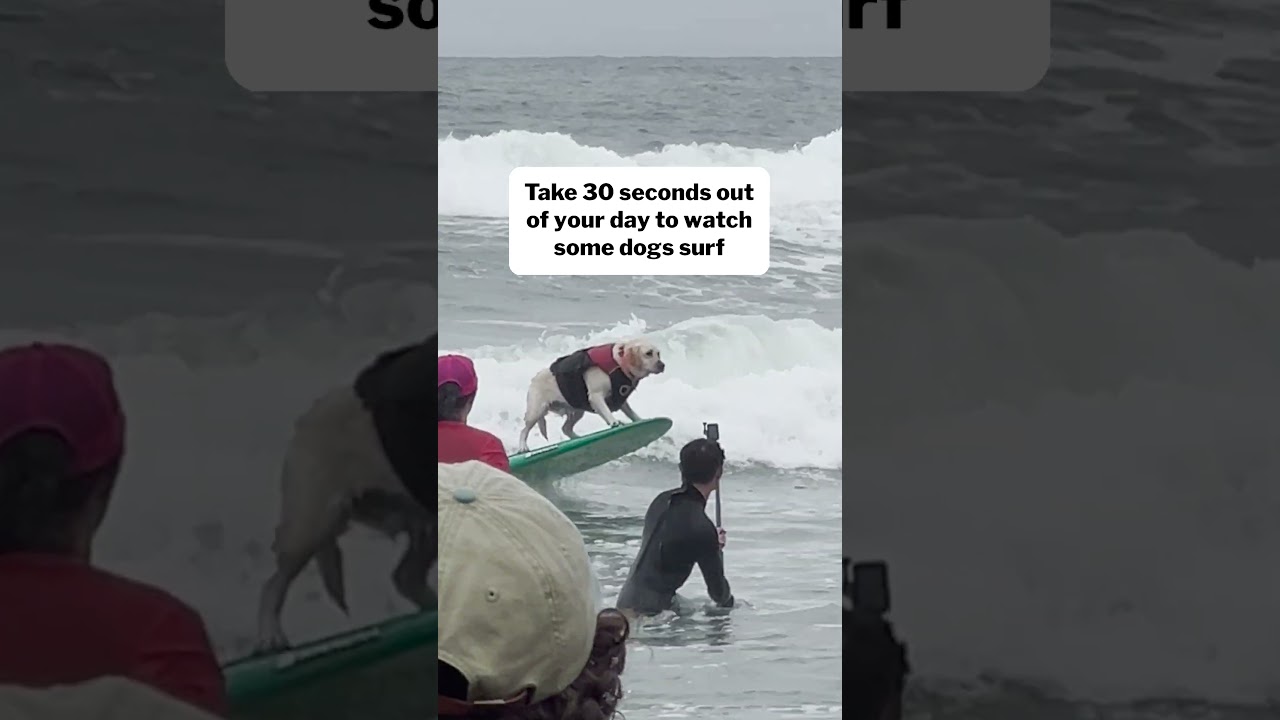 The 2025 World Dog Surfing Championships was electric ⚡️ #shorts