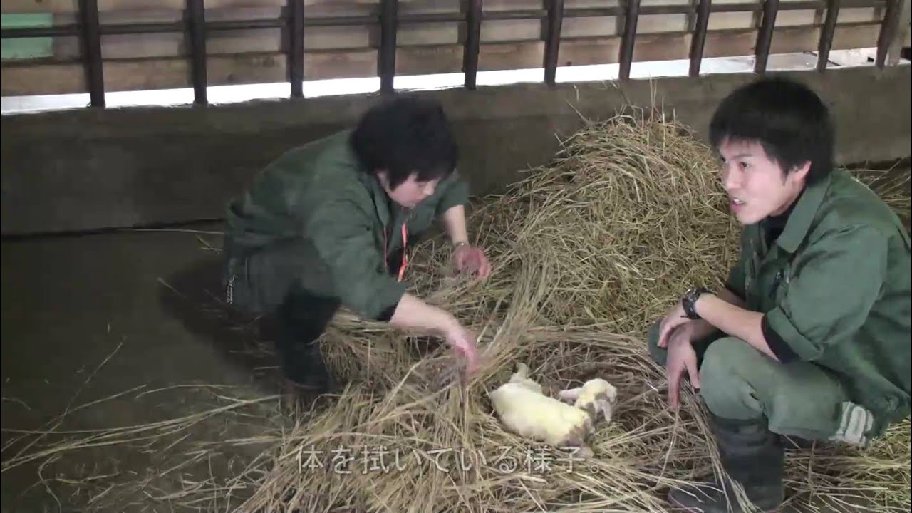 ヒツジの赤ちゃん誕生
