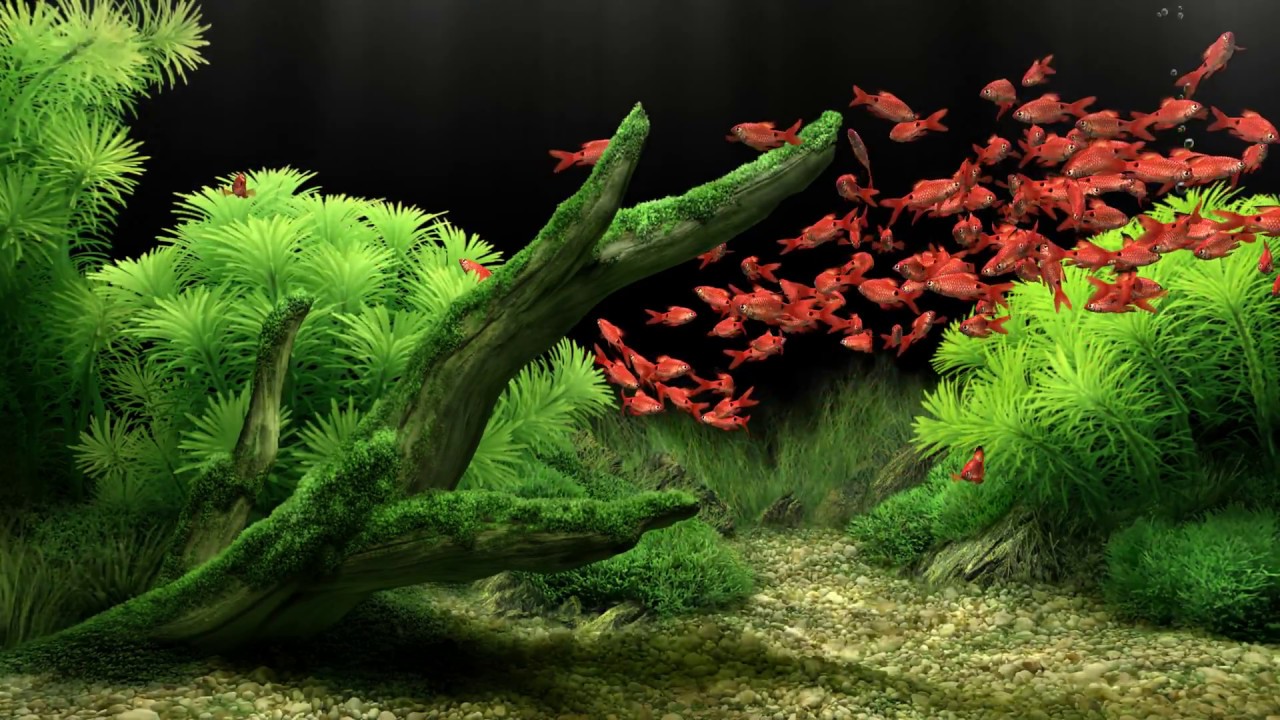 Dream Aquarium - All The Fish (4K)