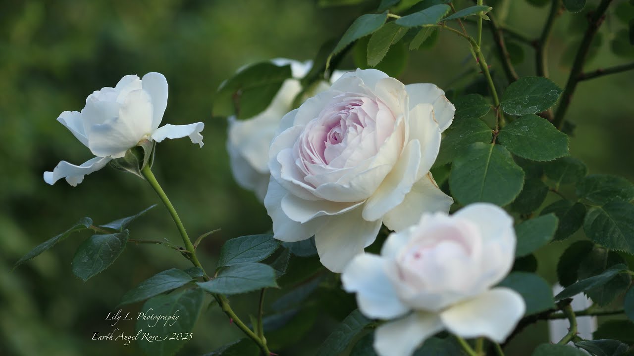 My backyard roses tour 04/10/25