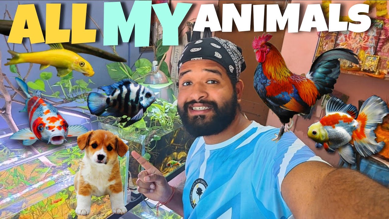 ALL of My EXOTIC ANIMALS in ONE video!!