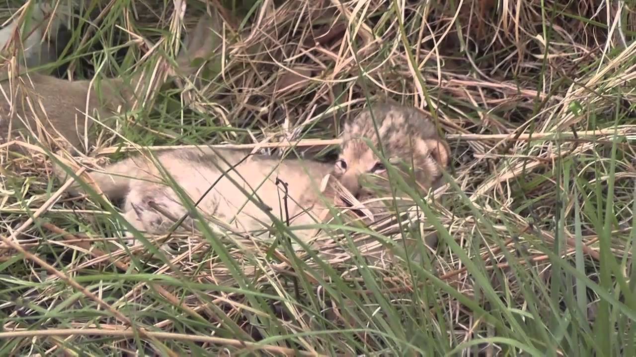 The smallest cub.avi.mov