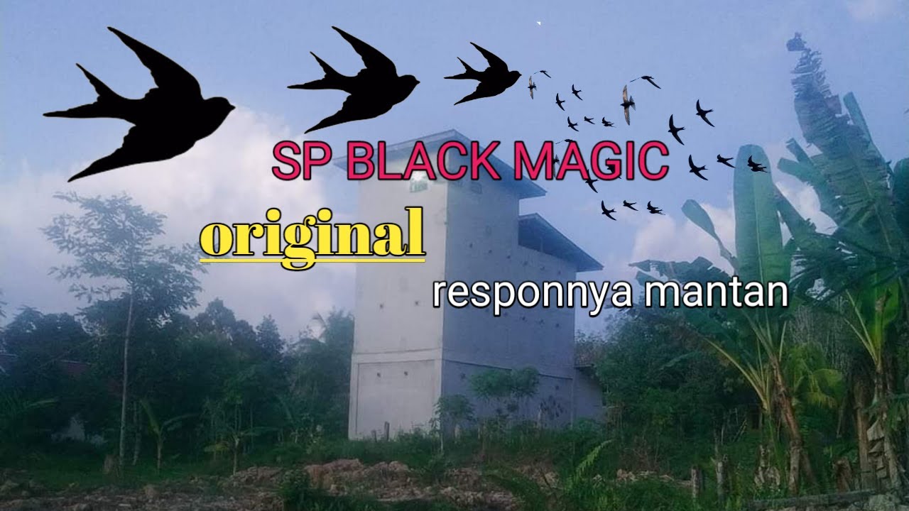 suara panggil walet original 🔴sp black magic respon mantap