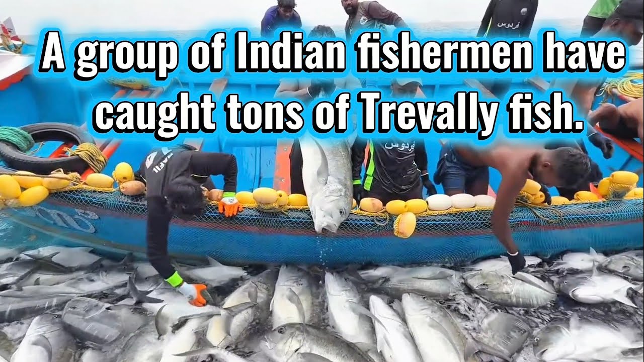 A group of Indian fishermen have caught Tons of Trevally fish. 