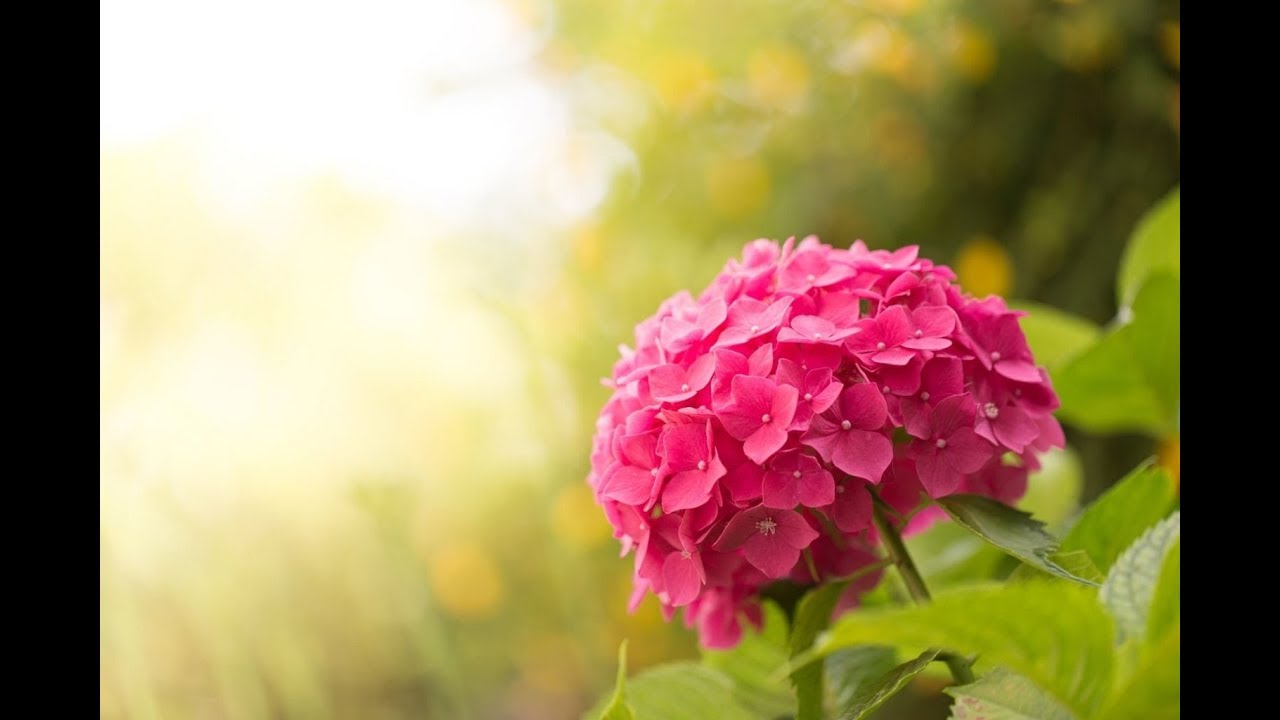 紫陽花  山本達彦