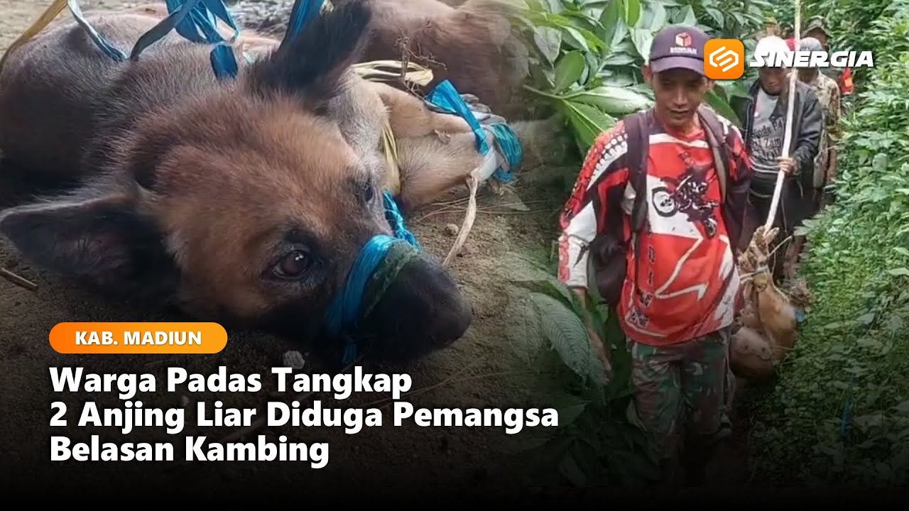 KAB. MADIUN - Warga Padas Tangkap 2 Anjing Liar Diduga Pemangsa Belasan Kambing!