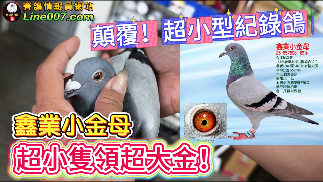 顛覆！超小型紀錄鴿，征服北海春季金溪湖～鑫業鴿舍的魔星近親x凡布利安娜"鑫業小金母"鑑賞，真的小！真的金！ 