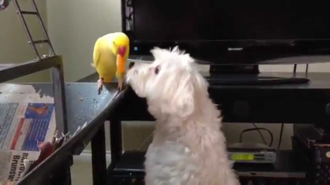 Saturday Fun With Birds & Doggy
