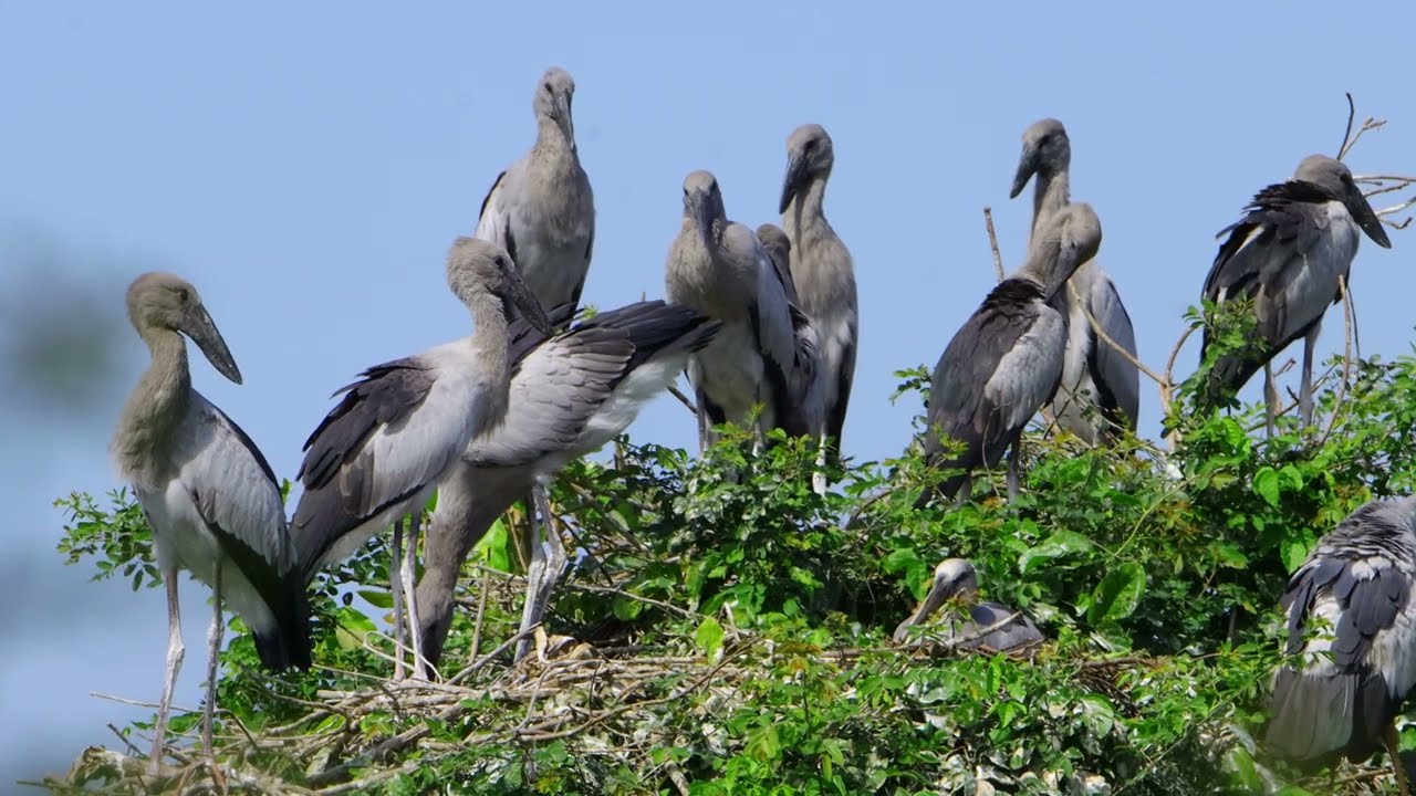 Wow 😮 Mystery Of Bird Crane Life Living at Flooded Forest  In The Beautiful World  the 00195#birds