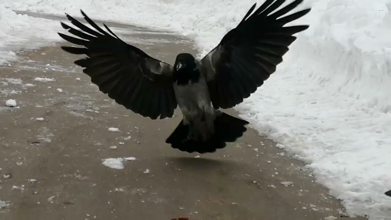 Семья ворон очень любит говяжью печень / Crow family loves beef liver 