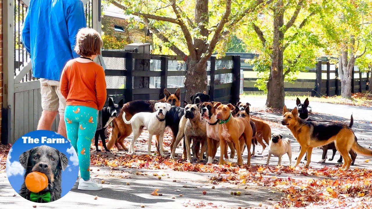 Walking the Dogs // My Life Vlog - with Dogs