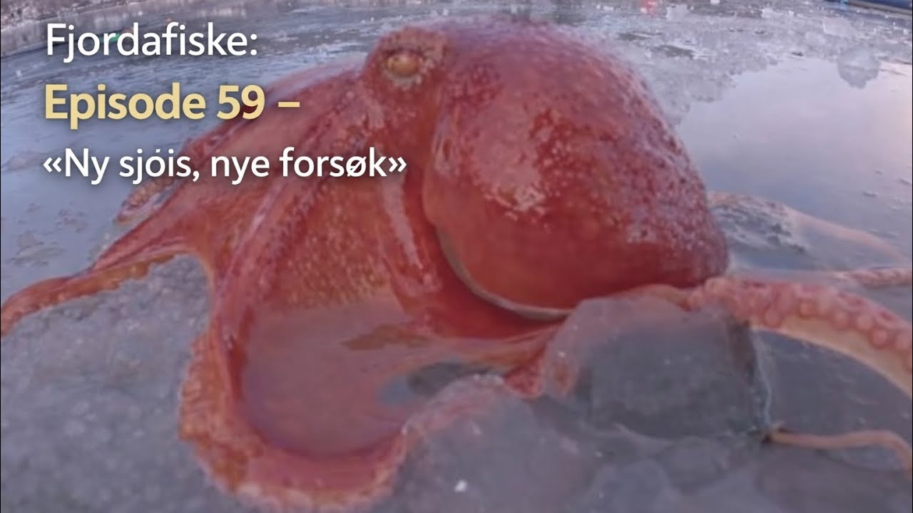 Fjordafiske: Episode 59 - «Ny sjøis, nye forsøk»