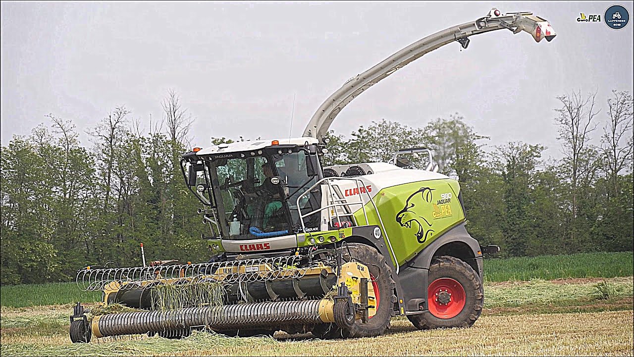 Claas Jaguar 980 (502) Special + Tecnomais GE 50 - Gruppo PEA - Trinciatura loietto 2023