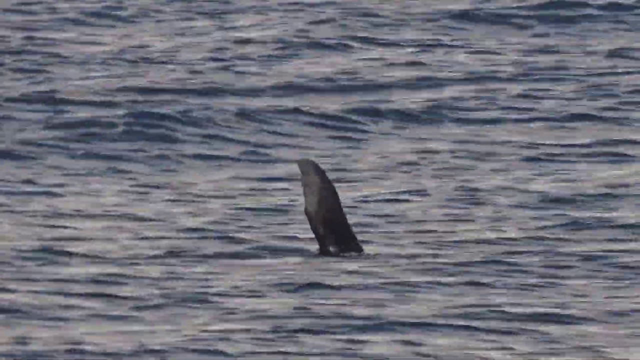 Arctocephalus pusillus