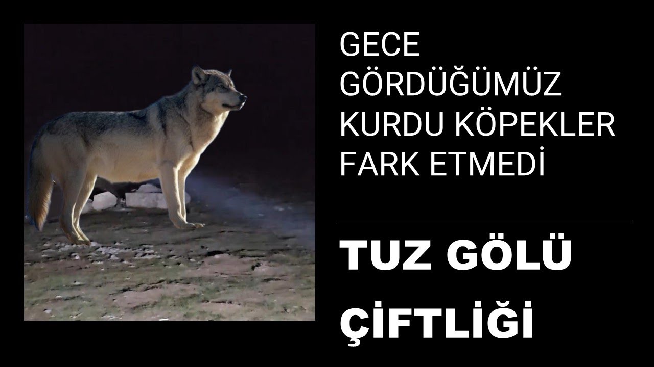 GECE GÖRDÜĞÜMÜZ KURDU KÖPEKLER FARK ETMEDİ