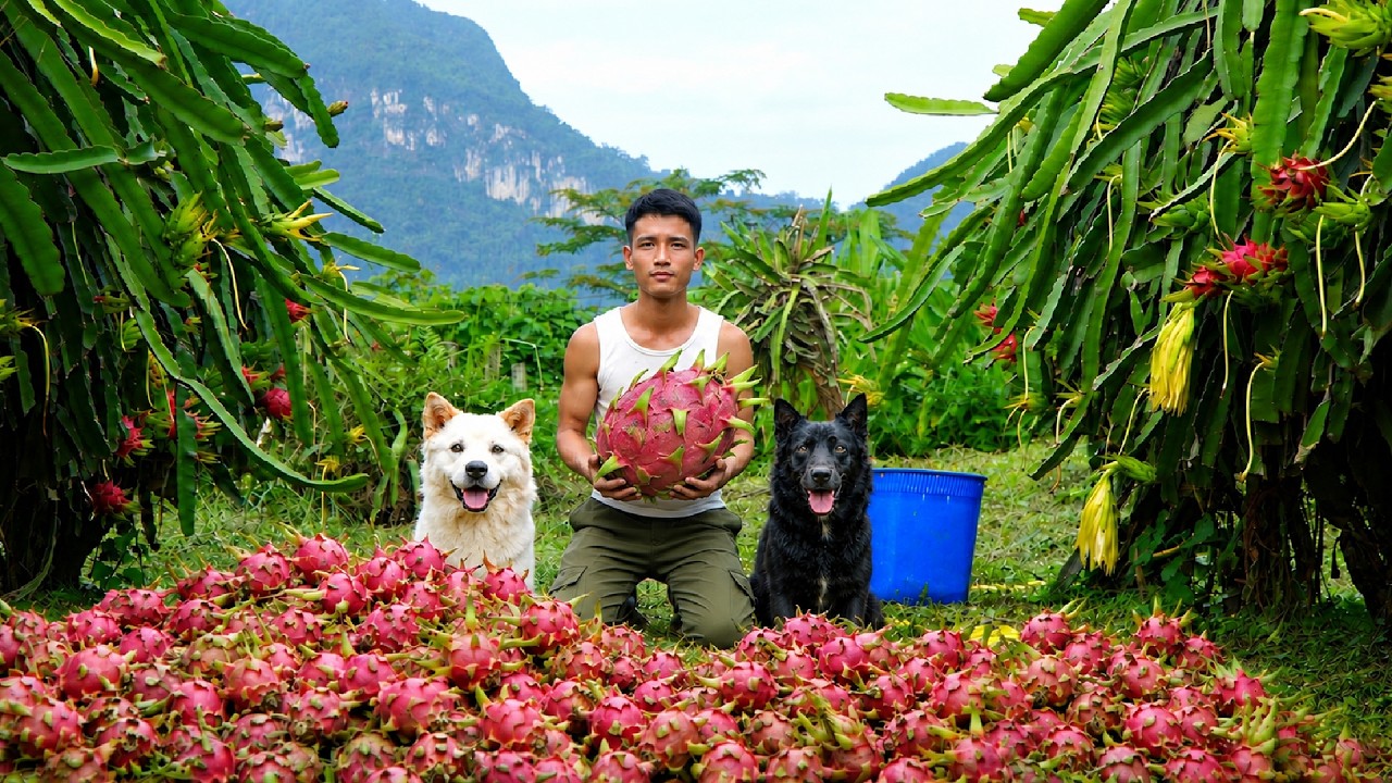 Harvesting Juicy Red Dragon Fruit Deep in the Garden, Go to Market Sell & Cooking | Off Grid Living