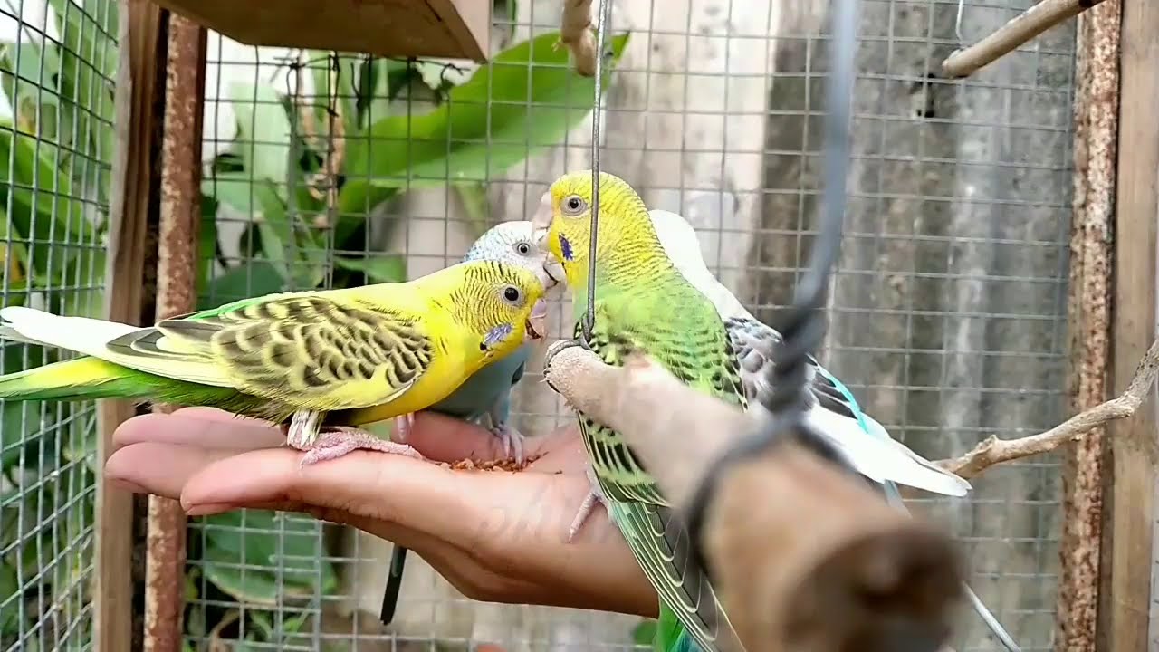 Phương ph&aacute;p nu&ocirc;i chim yến phụng cho người mới nu&ocirc;i |P2