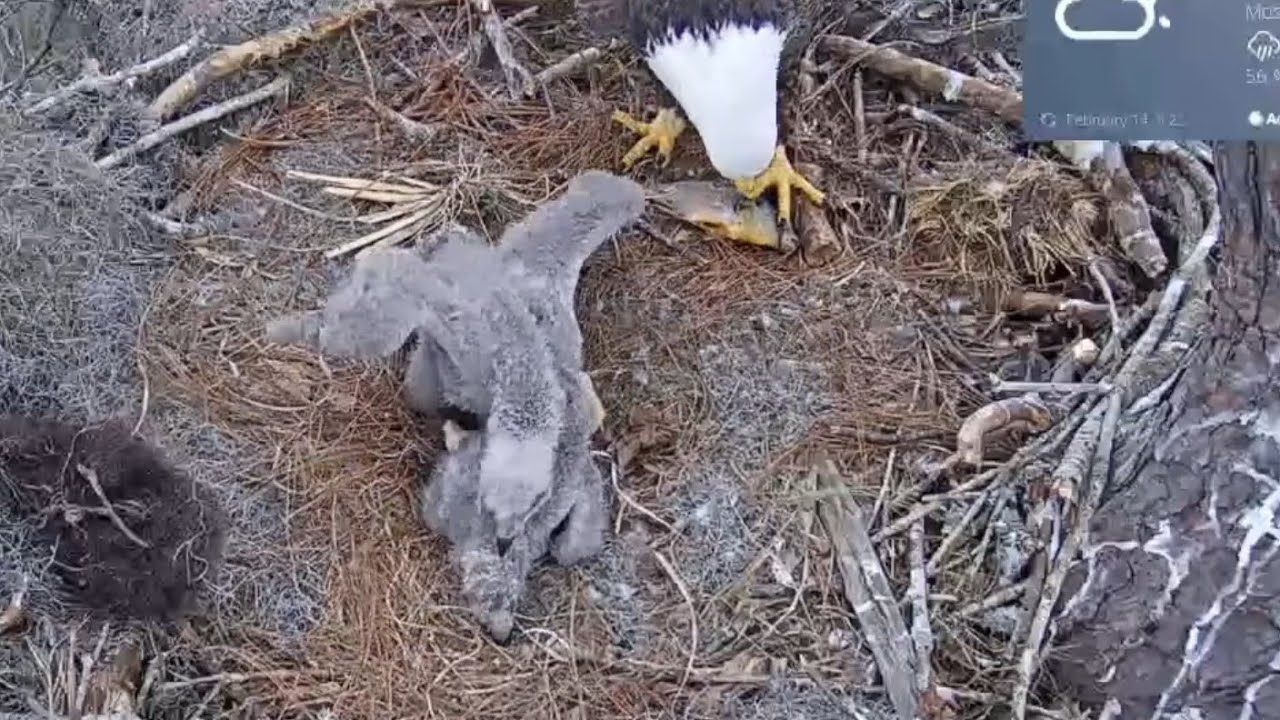 Louis II brings fish and Big eaglet bonk small eaglet | | Kisatchie National Forest E-1 | Feb 14, 26