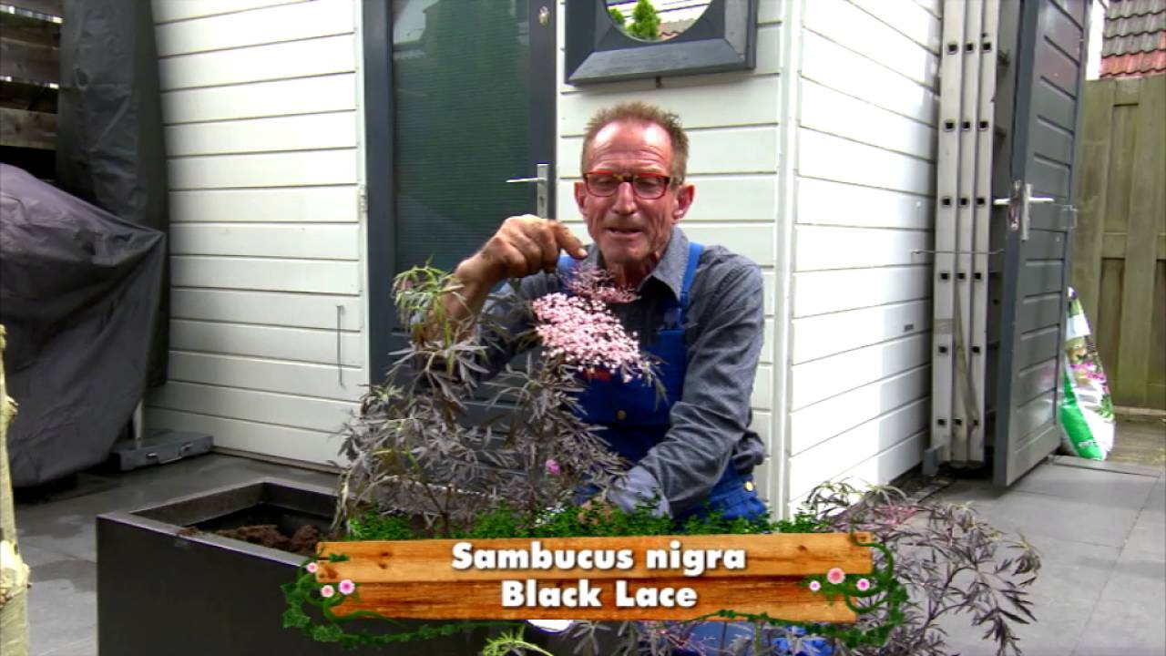 TOPHEESTERS&reg; Sambucus Nigra BLACKLACE