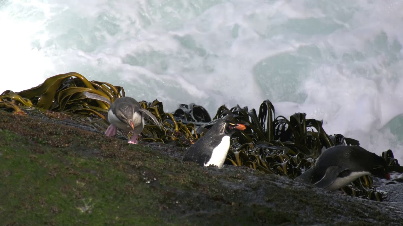 Insane Rockhopper penguins leaping onto a dangerous cliff