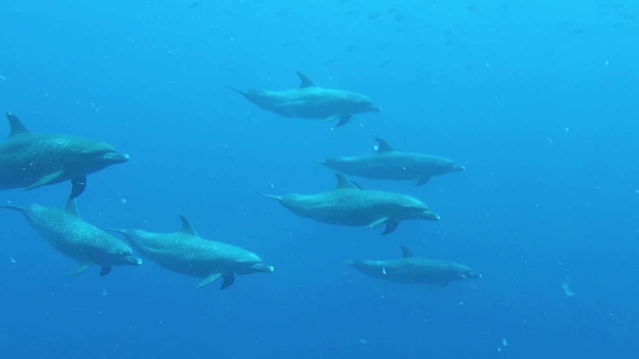 Diving in and around Las Terrenas - The Dive Academy