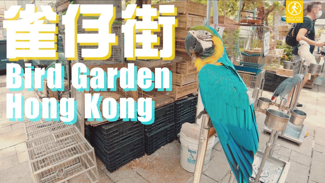 【4K 60fps】雀仔街全紀錄🦜  Bird Market, Hong Kong  (2021.5)