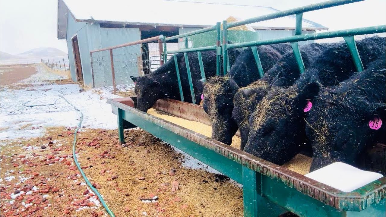 Morning Ranch Chores on a Snowy Sunday | 30in30 #5 2025