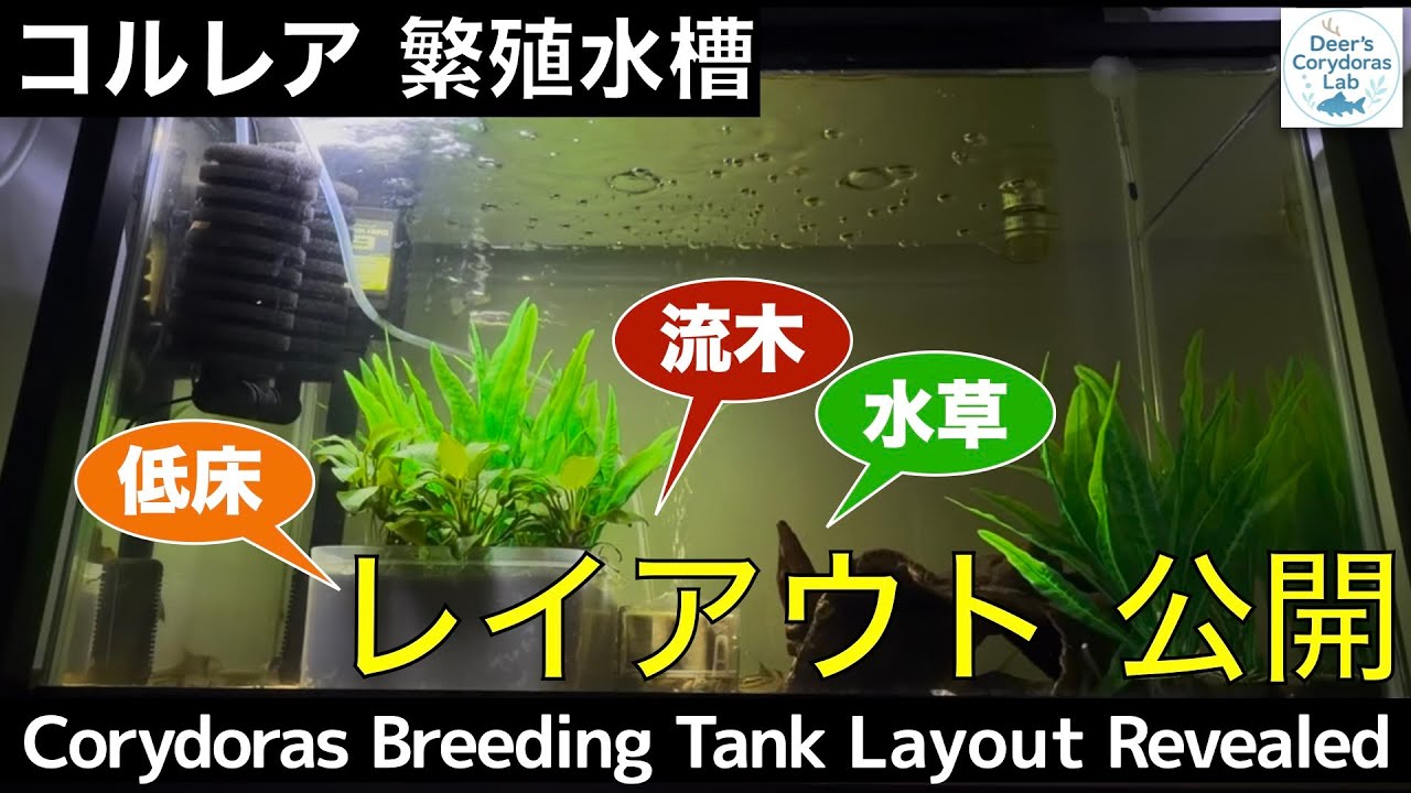 コルレア繁殖水槽｜レイアウト徹底紹介（低床・流木・水草）